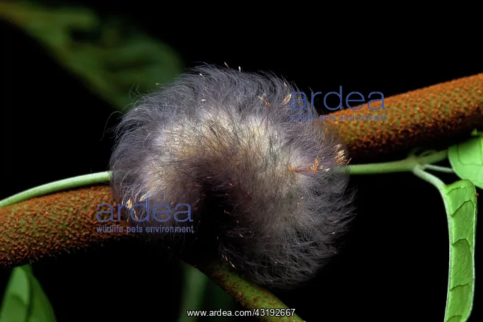 : Flannel moth (Megalopygidae sp) caterpillar, Montagne : Flannel moth (Megalopygidae sp) caterpillar, Montagne