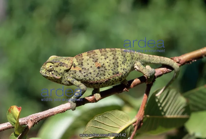 : Flap-neck Chameleon : Flap-neck Chameleon