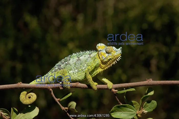 : This flap-neck Chameleon was discovered : This flap-neck Chameleon was discovered