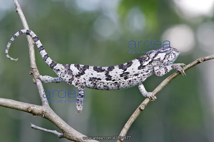 : Flap-necked Chameleon : Flap-necked Chameleon
