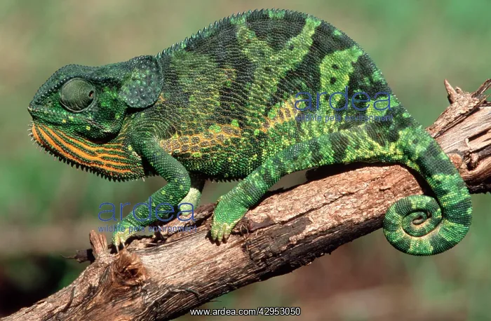 : Flap-necked Chameleon : Flap-necked Chameleon
