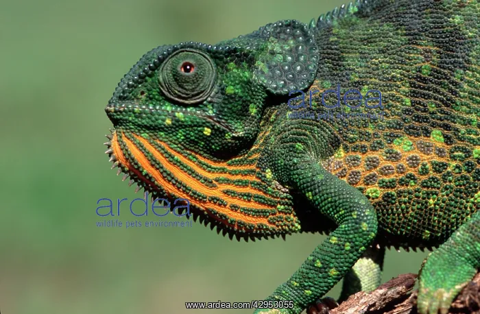 : Flap-necked Chameleon : Flap-necked Chameleon