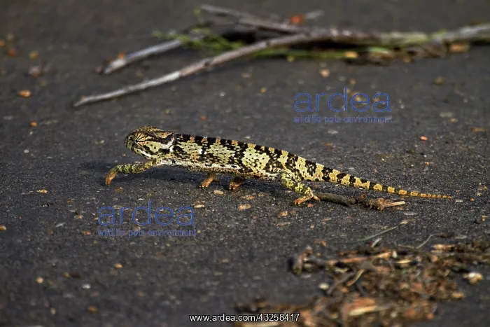 : Flap-necked chameleon (Chamaeleo dilepis)