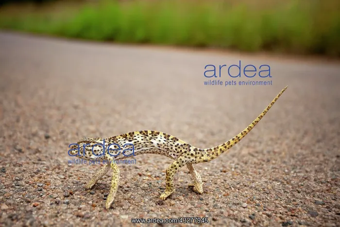 : Flap-necked chameleon (Chamaeleo dilepis) crosses : Flap-necked chameleon (Chamaeleo dilepis) crosses