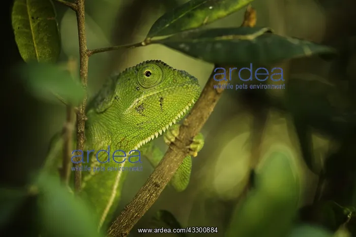 : A Flap Necked Chameleon (Chamaeleo dilepis) takes : A Flap Necked Chameleon (Chamaeleo dilepis) takes