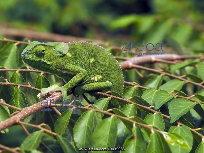 : Flap-Necked Chameleon in the Masai Mara, Kenya : Flap-Necked Chameleon in the Masai Mara, Kenya