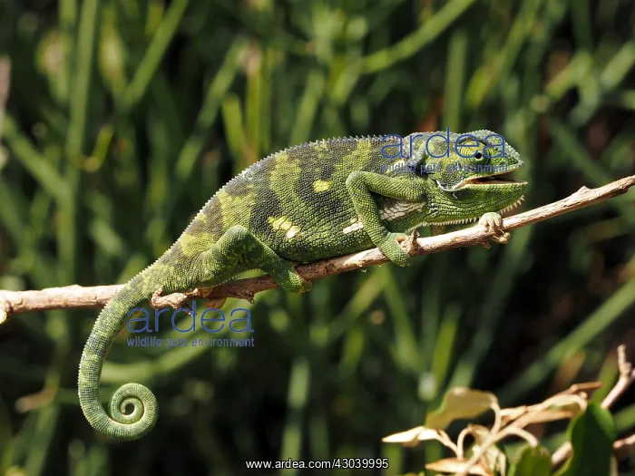  : Flap-Necked Chameleon in the Masai Mara, Kenya
