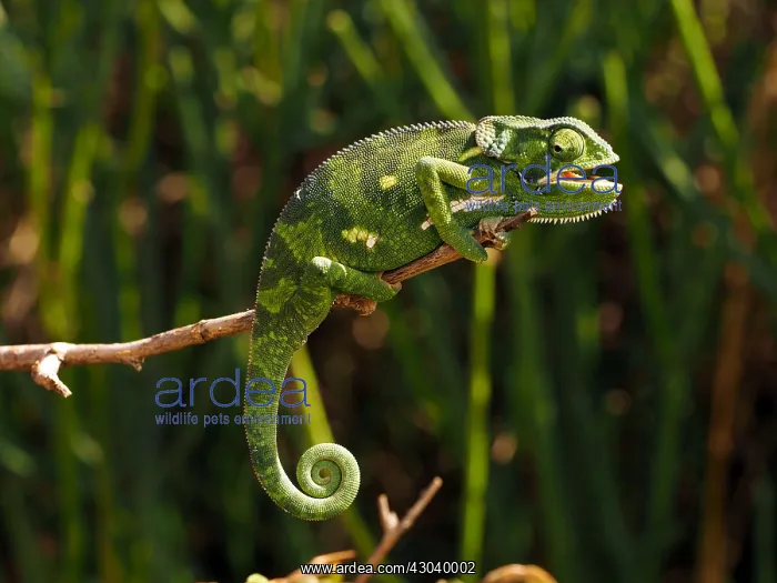 : Flap-Necked Chameleon in the Masai Mara, Kenya : Flap-Necked Chameleon in the Masai Mara, Kenya