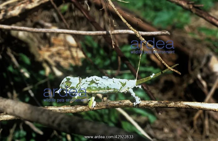 : Flap-necked Chameleon - shedding skinS : Flap-necked Chameleon - shedding skinS