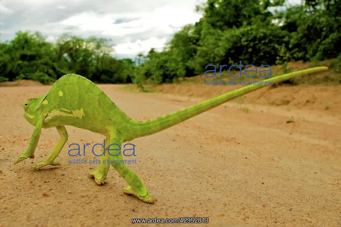 : Flap Necked Chameleon - walking across road : Flap Necked Chameleon - walking across road