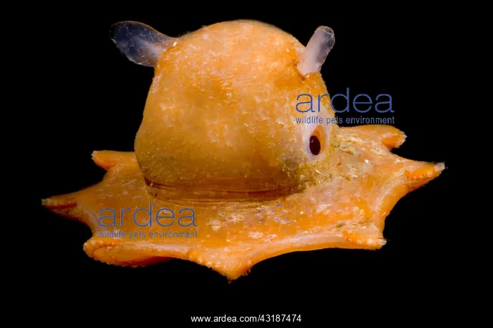  : Flapjack Octopus  /  Dumbo deep sea (between 500