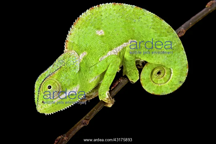 : Flapnecked chamaeleon (Chamaeleo dilepis), Tanzania : Flapnecked chamaeleon (Chamaeleo dilepis), Tanzania