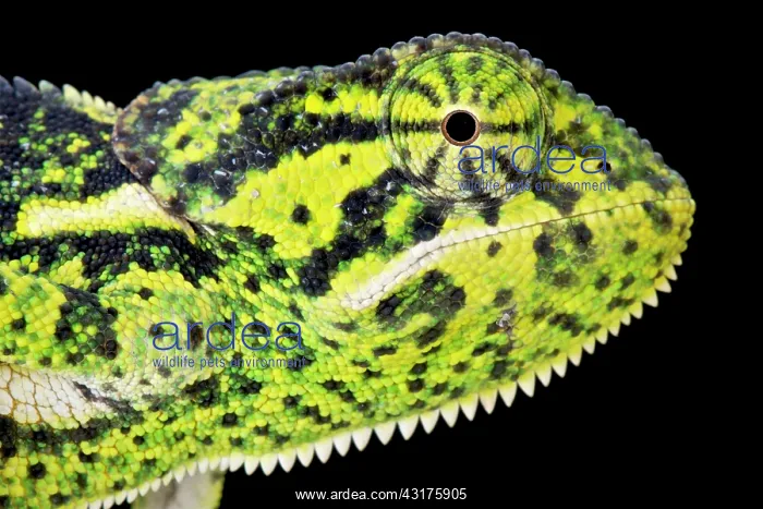 : Flapnecked chameleon (Chamaeleo dilepis), Tanzania : Flapnecked chameleon (Chamaeleo dilepis), Tanzania