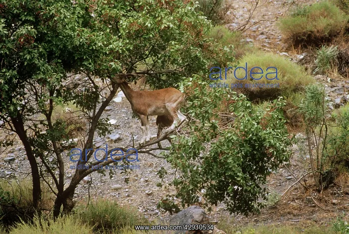 : Flare-horned Markhor - female, feeding in tree : Flare-horned Markhor - female, feeding in tree