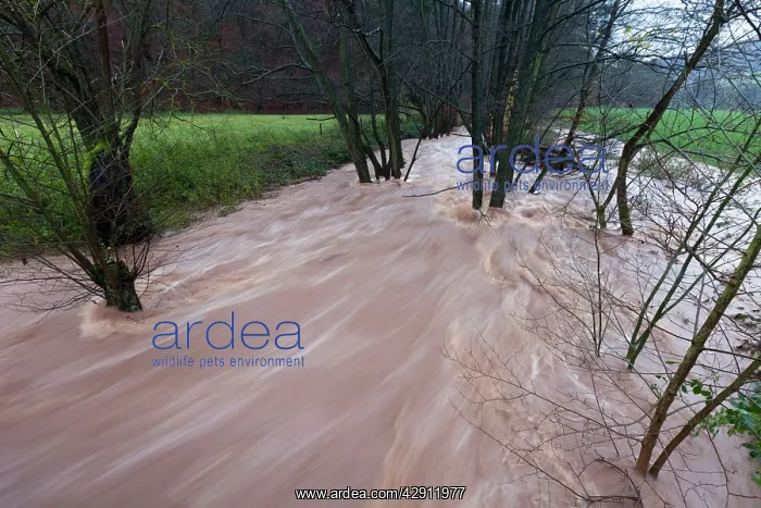 : Flash flood - in hill land stream after torrential : Flash flood - in hill land stream after torrential