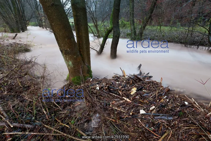 : Flash flood - in hill land stream after torrential : Flash flood - in hill land stream after torrential