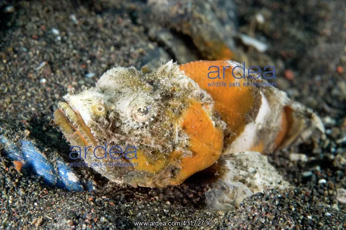 : Flasher scorpionfish (Scorpaenopsis macrochir) : Flasher scorpionfish (Scorpaenopsis macrochir)