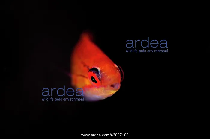: Flasherwrasse Seraya shore dive, Bali, Indonesia : Flasherwrasse Seraya shore dive, Bali, Indonesia