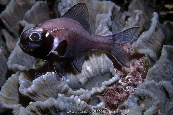 : Flashlight Fish - these fish have a symbiotic bacterium : Flashlight Fish - these fish have a symbiotic bacterium