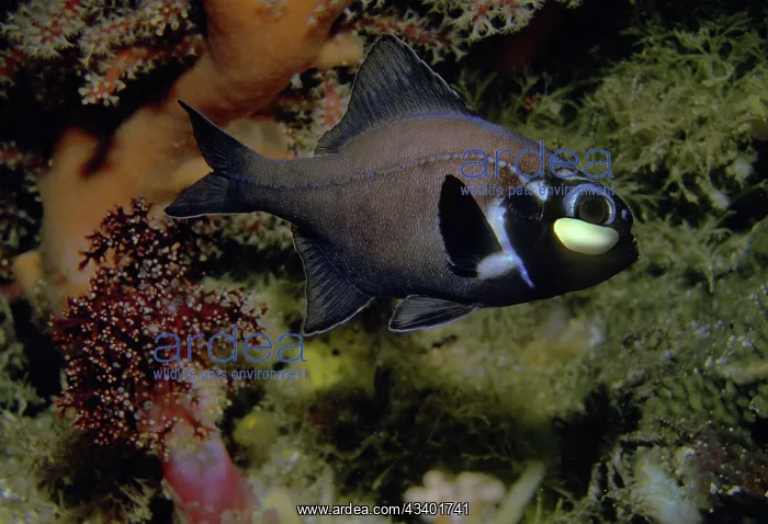 : Flashlight fish - These fish have a symbiotic bacterium : Flashlight fish - These fish have a symbiotic bacterium