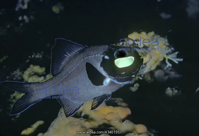 : Flashlight Fish - These fish have a symbiotic bacterium : Flashlight Fish - These fish have a symbiotic bacterium