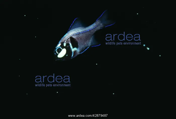 : FLASHLIGHT FISH - Light on : FLASHLIGHT FISH - Light on