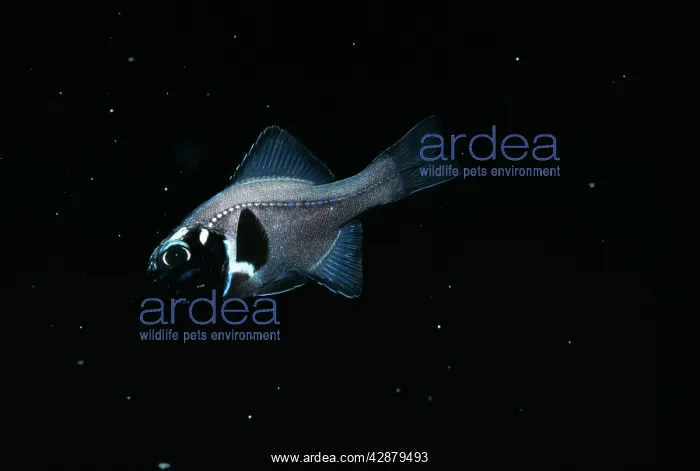 : FLASHLIGHT FISH - Light off : FLASHLIGHT FISH - Light off