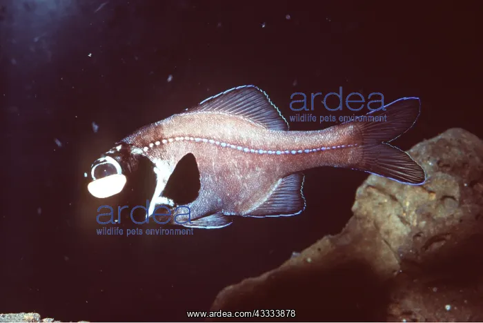 : FLASHLIGHT FISH - Symbiotic bacteria, bioluminescent : FLASHLIGHT FISH - Symbiotic bacteria, bioluminescent