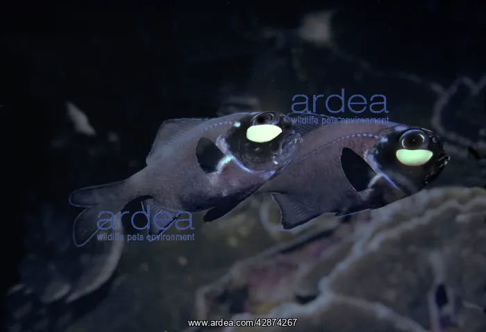 : Flashlightfish - These fish have a symbiotic bacterium : Flashlightfish - These fish have a symbiotic bacterium