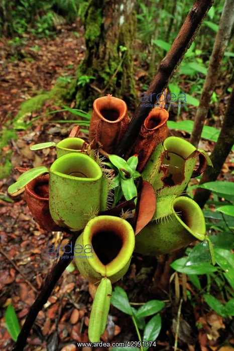 : Flask-shaped Pitcherplant : Flask-shaped Pitcherplant