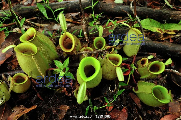 : Flask-shaped Pitcherplant : Flask-shaped Pitcherplant