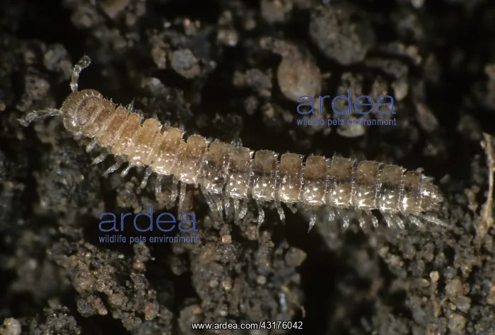: Flat-back millipede : Flat-back millipede