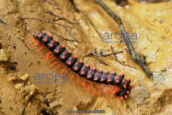 : Flat-backed Millipede : Flat-backed Millipede
