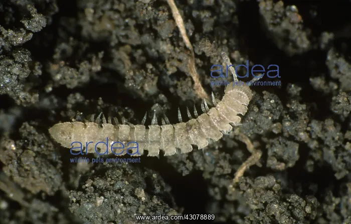: Flat backed millipede : Flat backed millipede