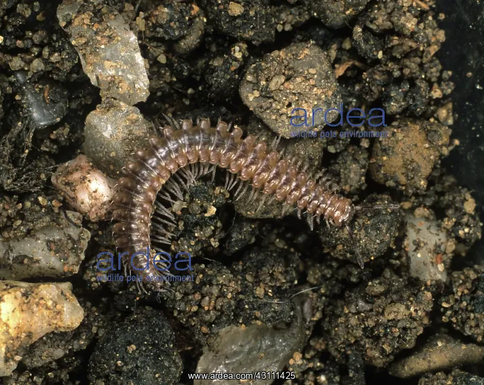 : Flat backed millipede : Flat backed millipede