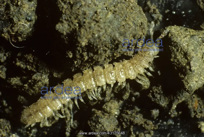 : Flat backed millipede : Flat backed millipede