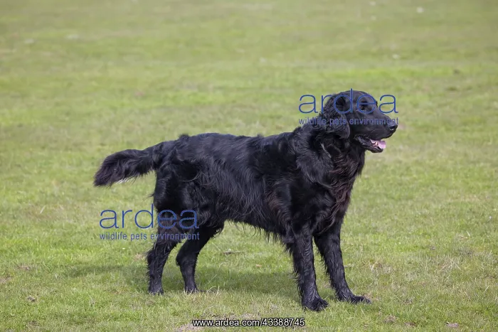 : Flat Coated Retriever : Flat Coated Retriever