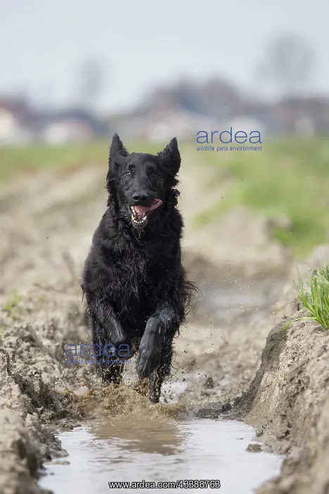 : Flat Coated Retriever : Flat Coated Retriever