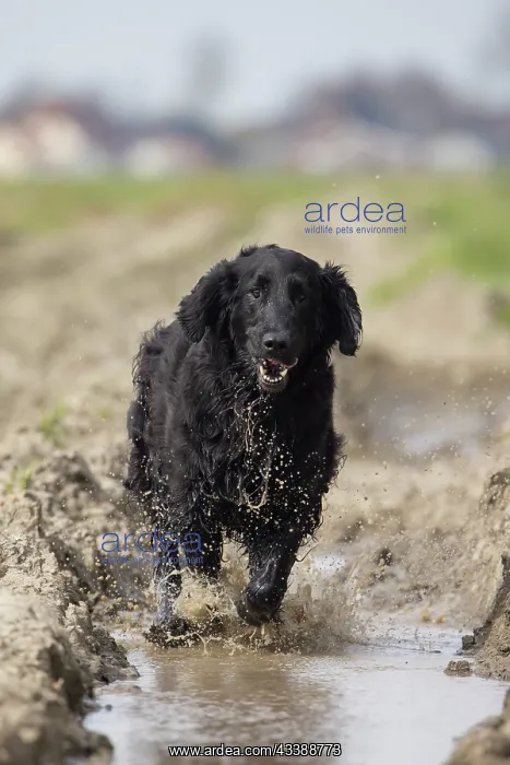  : Flat Coated Retriever