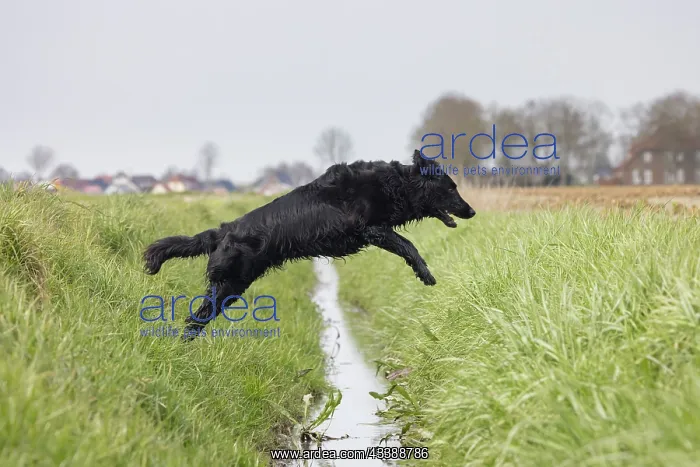  : Flat Coated Retriever