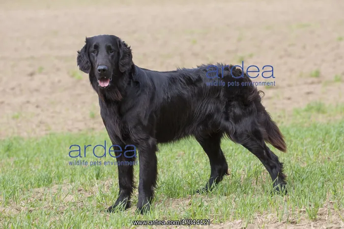 : Flat Coated Retriever - adult dog standing on : Flat Coated Retriever - adult dog standing on
