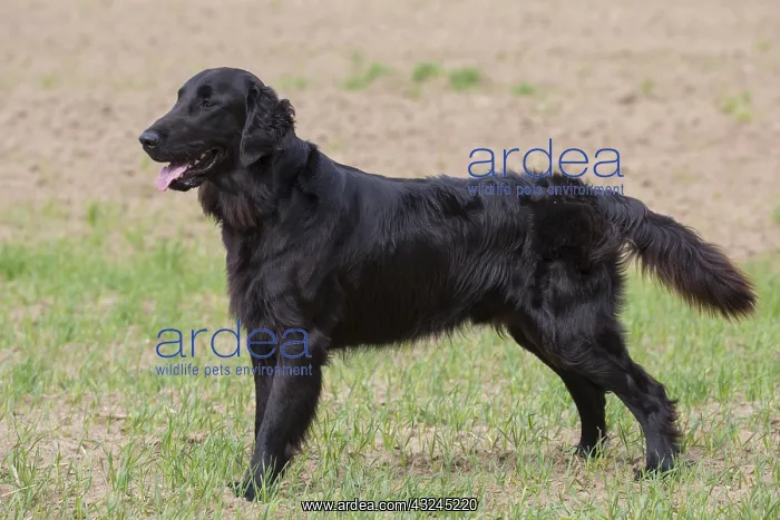 : Flat Coated Retriever - adult dog standing on : Flat Coated Retriever - adult dog standing on