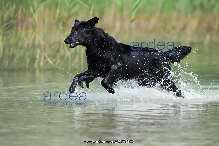 : Flat-Coated Retriever, black, running through water : Flat-Coated Retriever, black, running through water