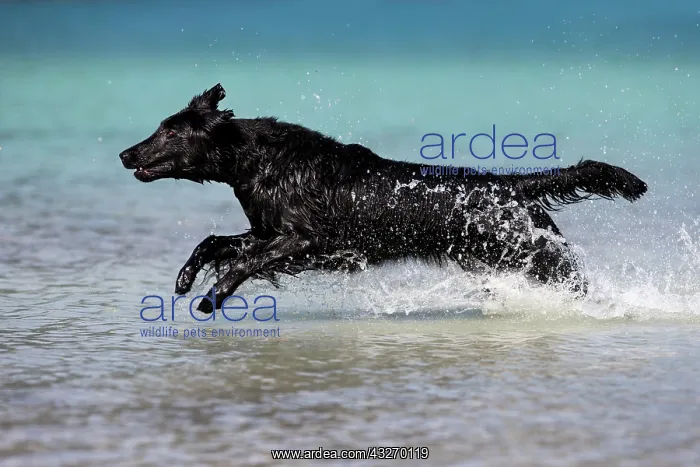 : Flat-Coated Retriever, black, running through water : Flat-Coated Retriever, black, running through water