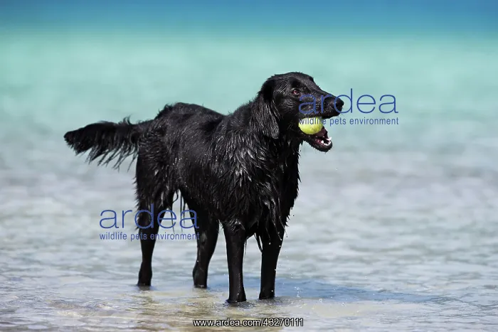 : Flat-Coated Retriever, black, standing in water : Flat-Coated Retriever, black, standing in water