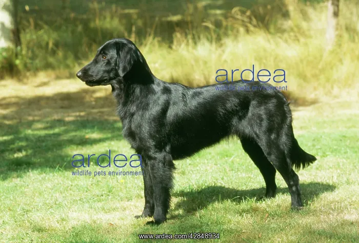 : Flat-coated Retriever DOG : Flat-coated Retriever DOG