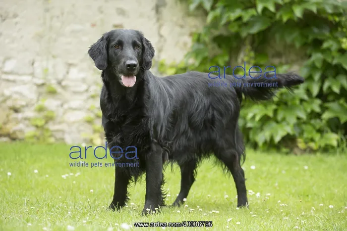  : Flat coated retriever dog outdoors