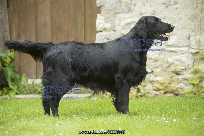  : Flat coated retriever dog outdoors