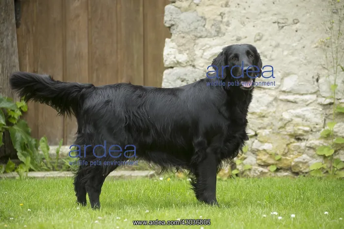  : Flat coated retriever dog outdoors