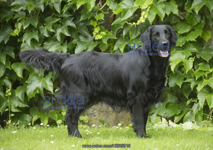  : Flat coated retriever dog outdoors